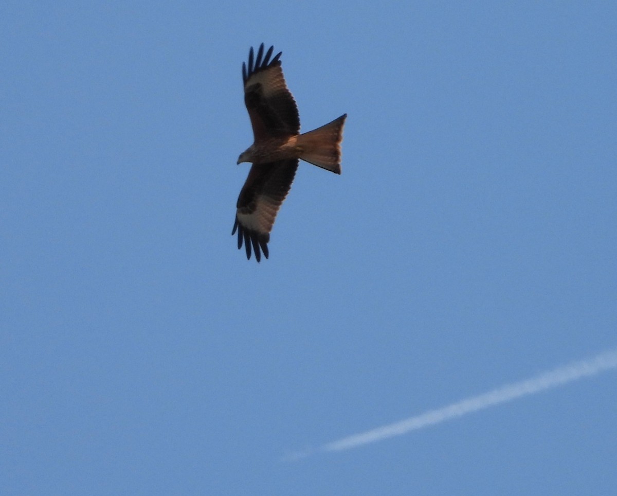 Red Kite - ML642156347