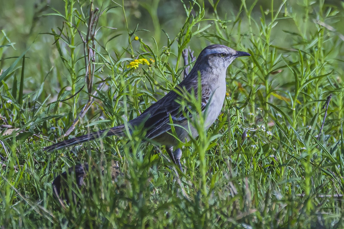 langbrynspottefugl - ML642156352