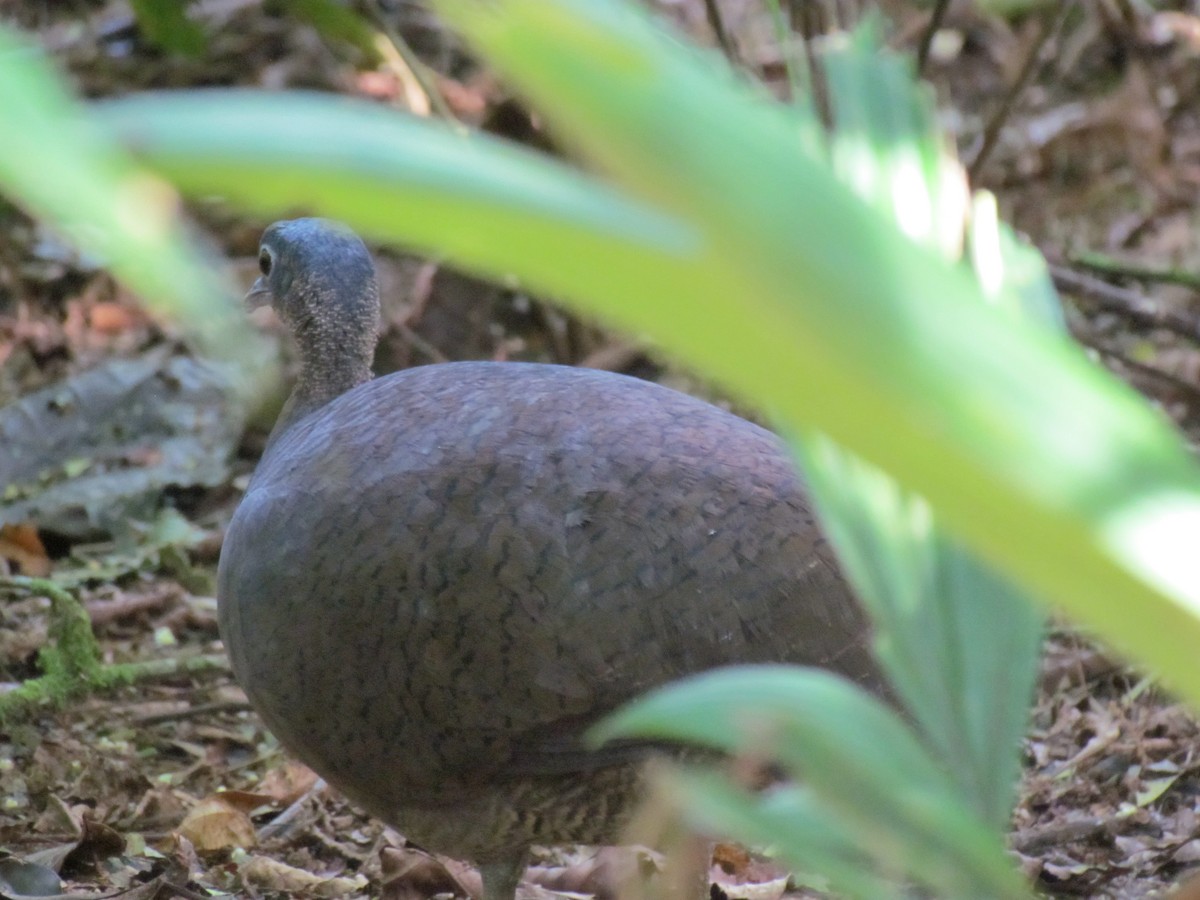 Great Tinamou - ML642156360