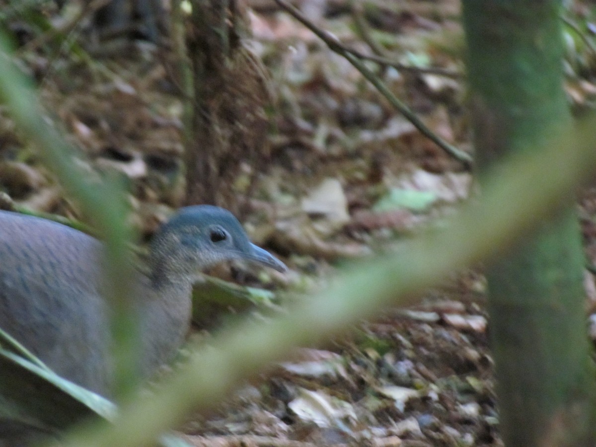 Great Tinamou - ML642156362