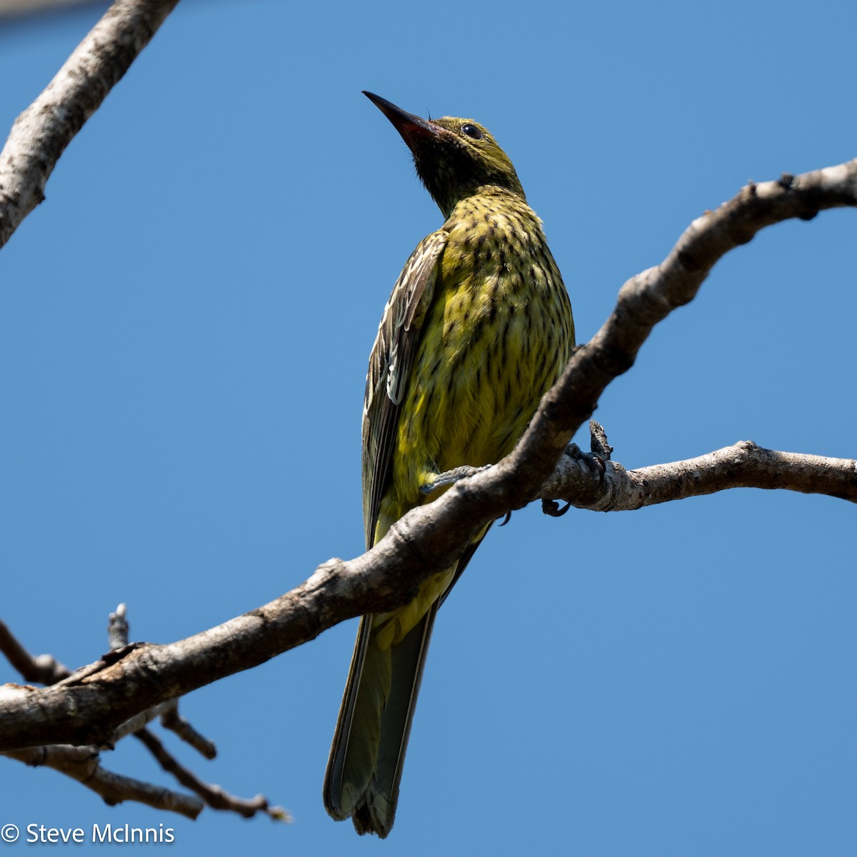 Green Oriole - ML642156373