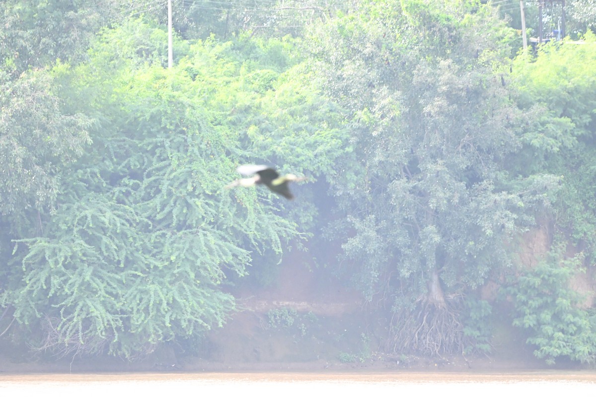 Asian Woolly-necked Stork - ML642156377