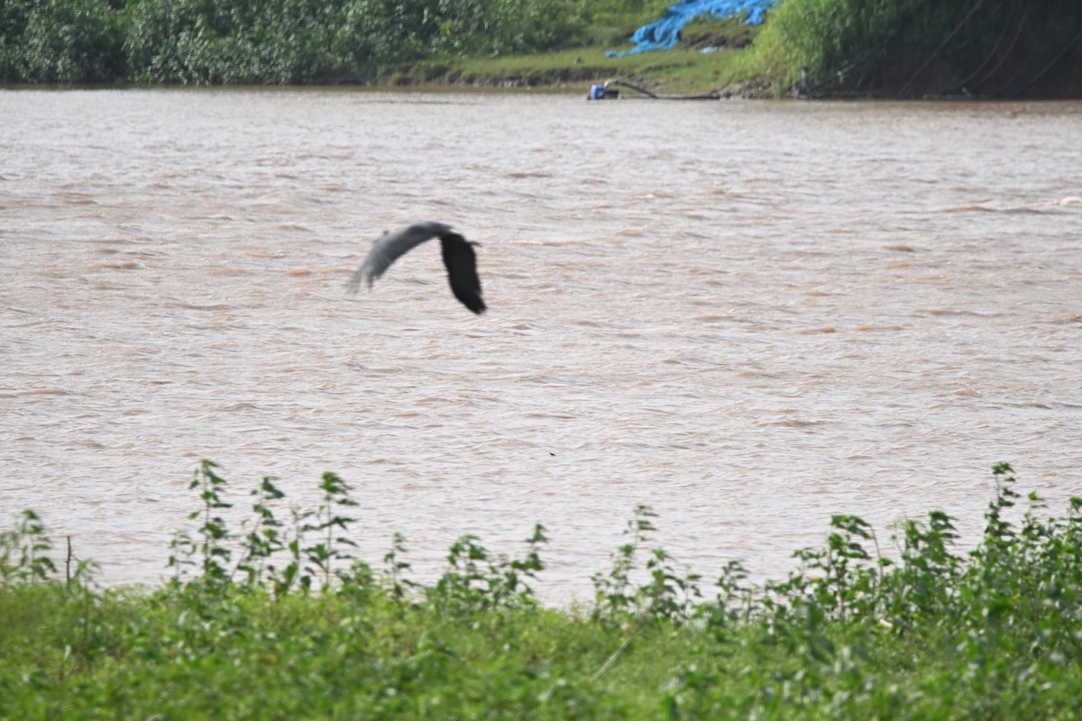 Asian Woolly-necked Stork - ML642156378