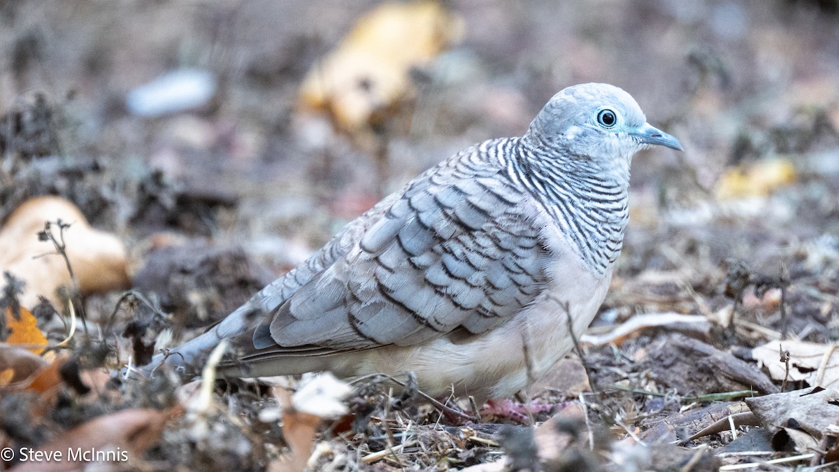 Peaceful Dove - ML642156387
