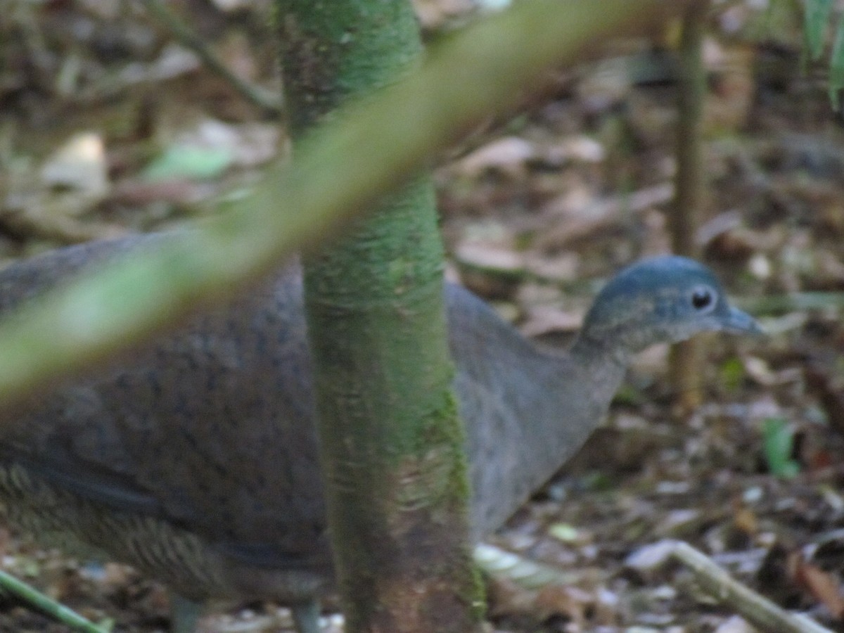 Great Tinamou - ML642156396