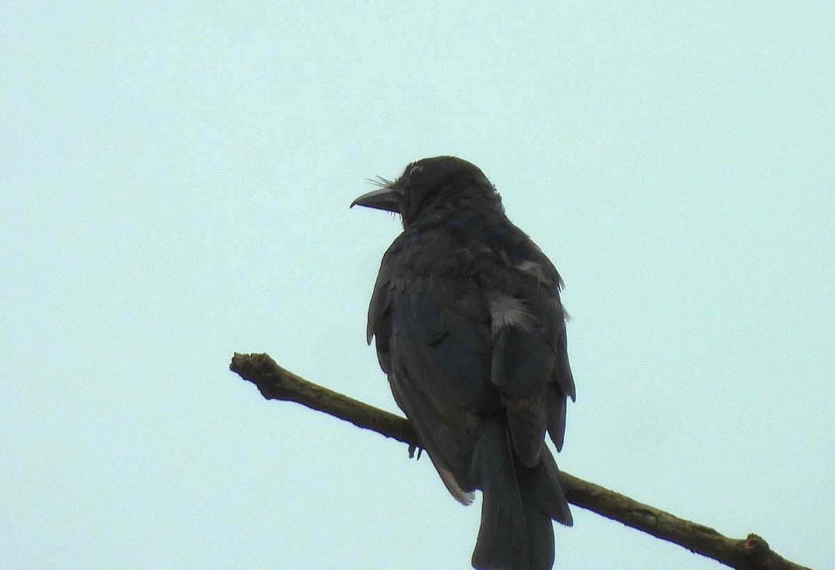 Crow-billed Drongo - ML642156397