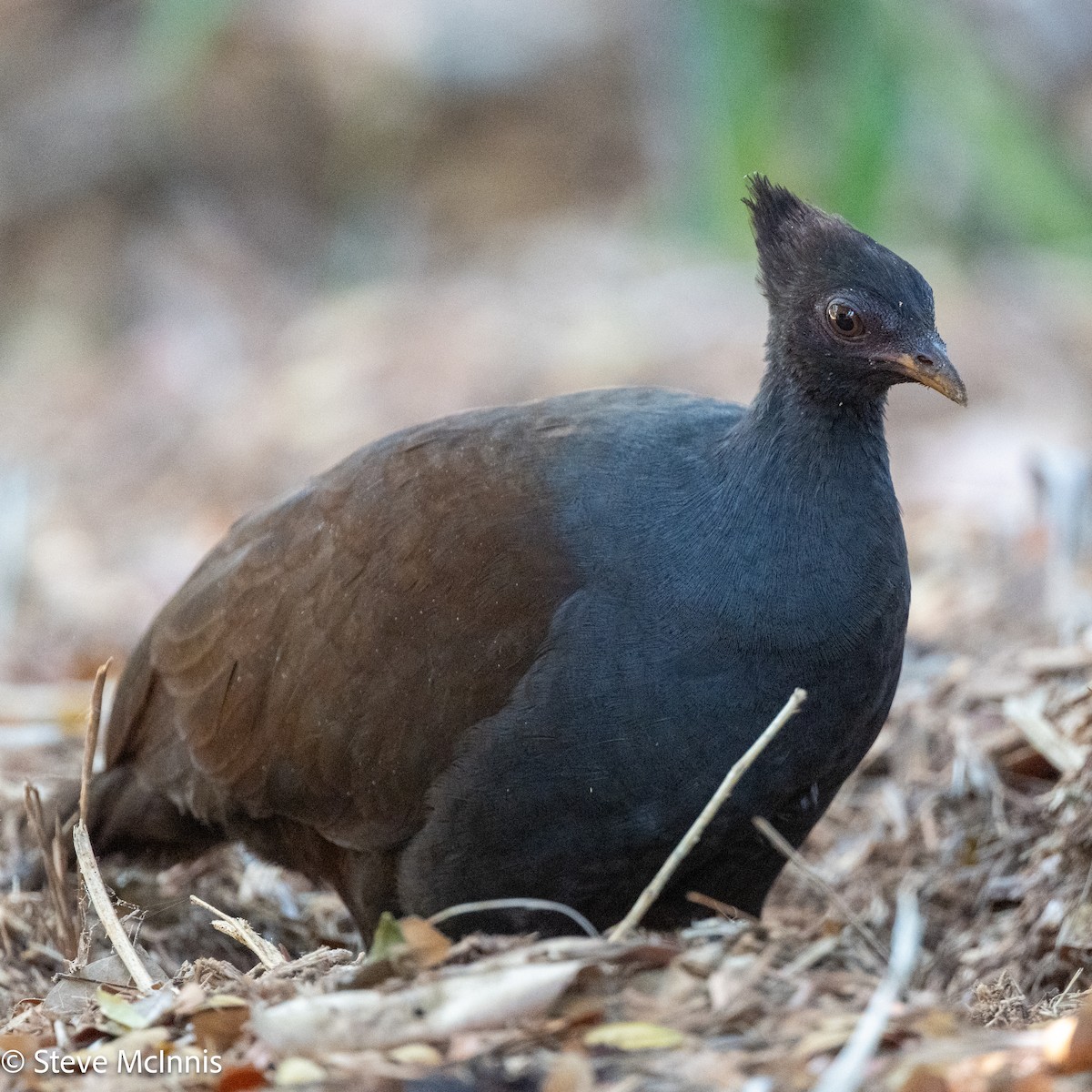 Orange-footed Megapode - ML642156398