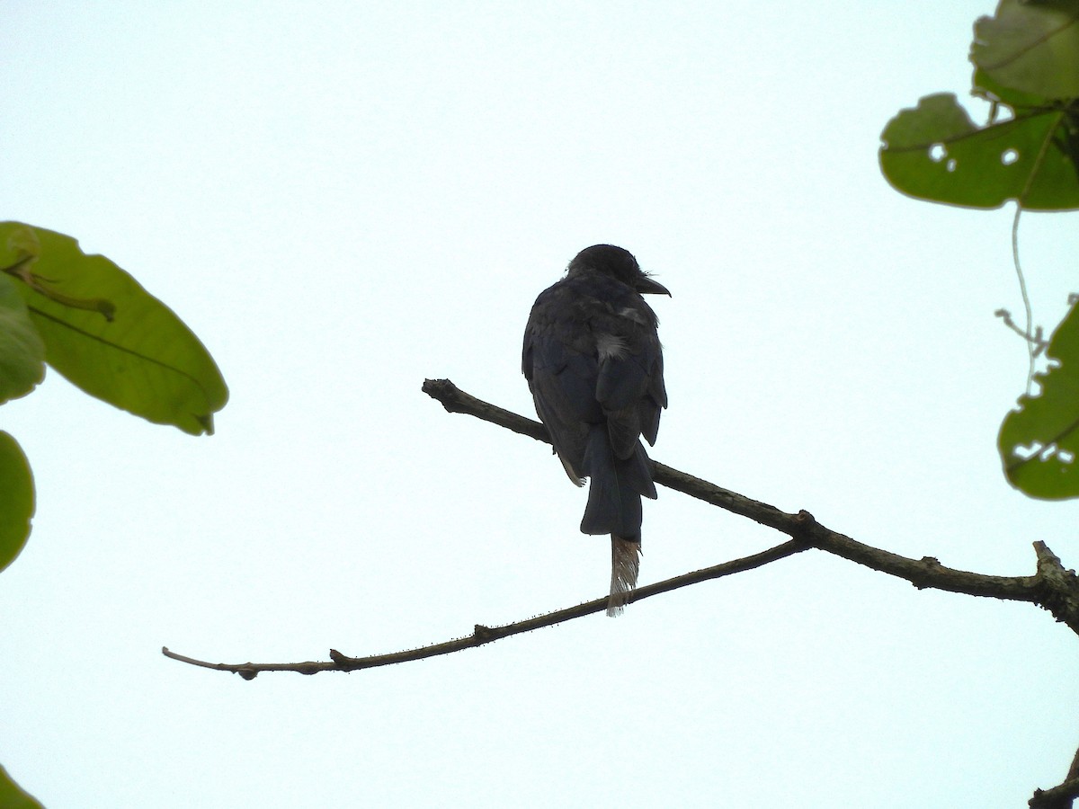 Crow-billed Drongo - ML642156412