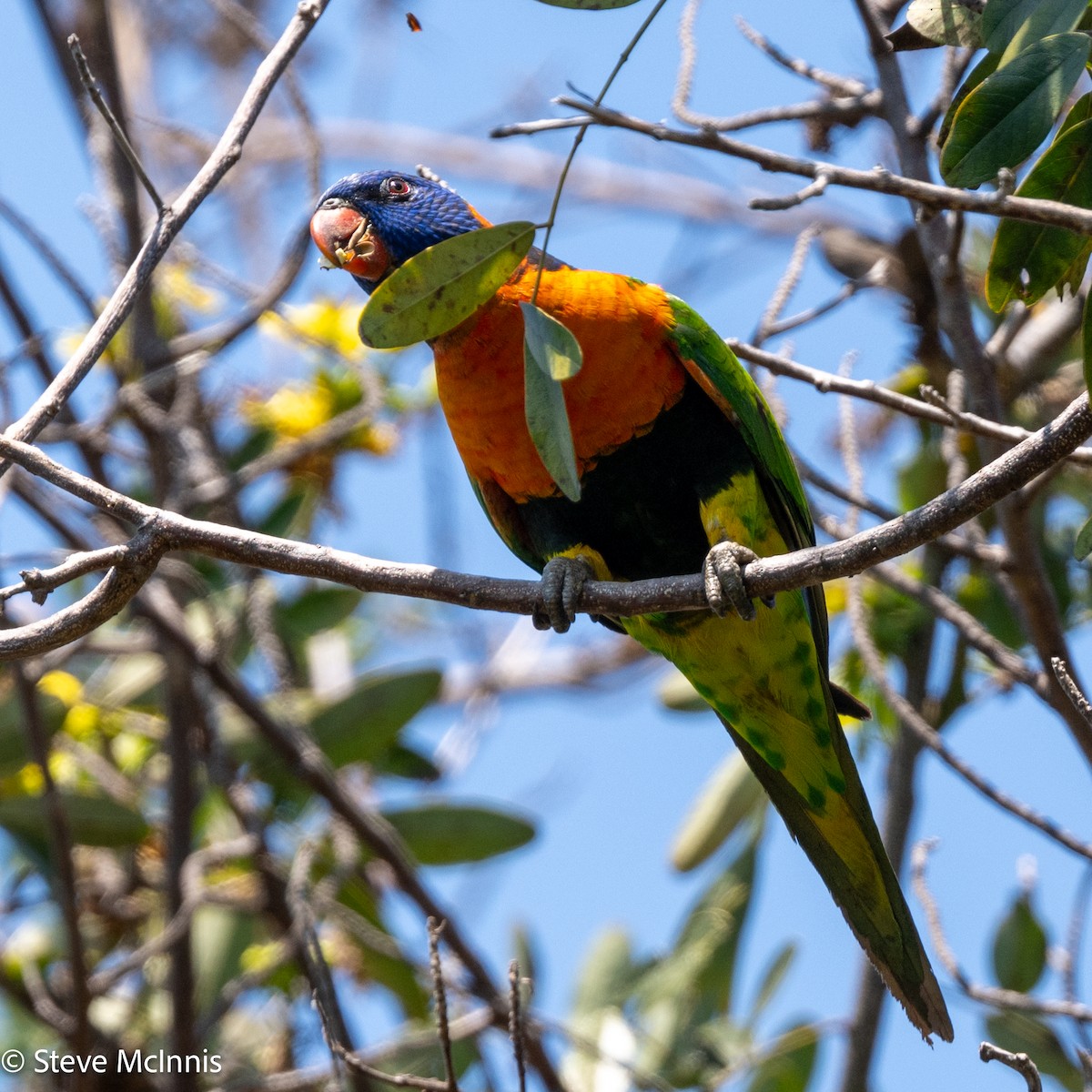 Red-collared Lorikeet - ML642156452