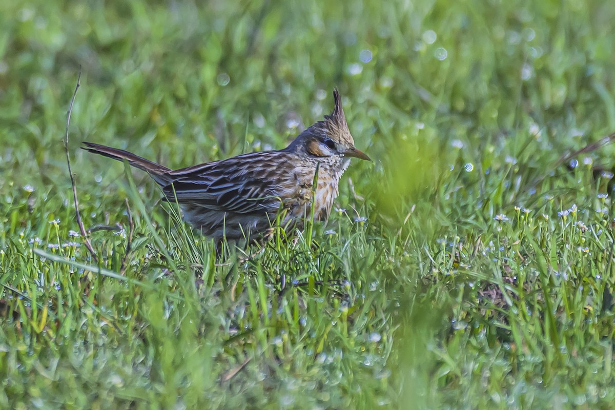 Lark-like Brushrunner - ML642156454