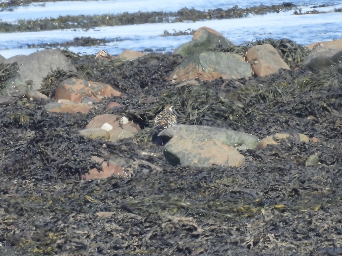 American Golden-Plover - ML642156456