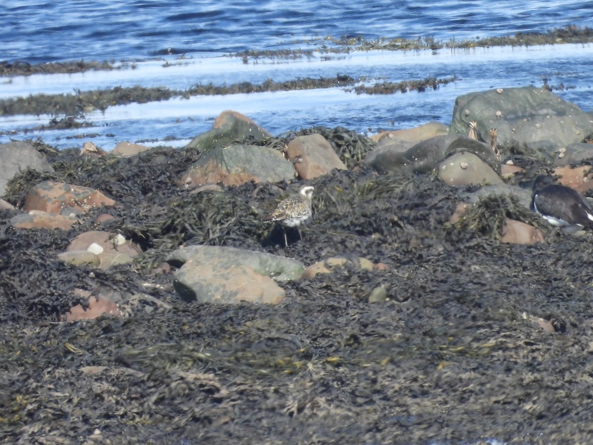 American Golden-Plover - ML642156457