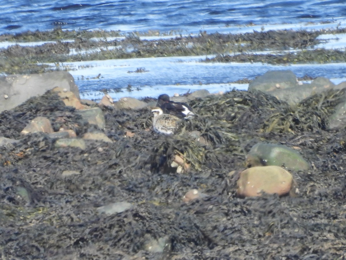 American Golden-Plover - ML642156458