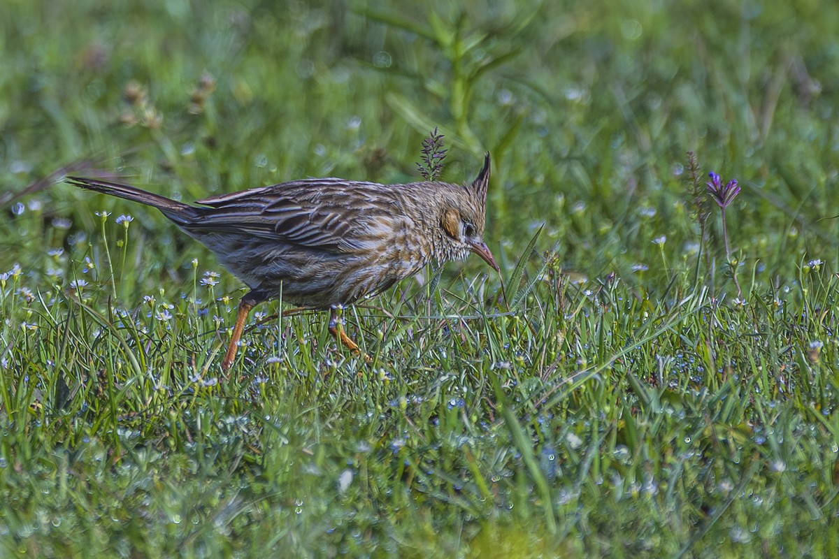 Lark-like Brushrunner - ML642156459