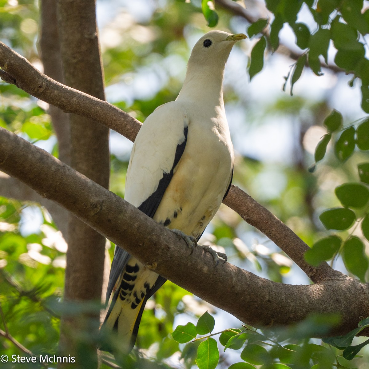 Torresian Imperial-Pigeon - ML642156470