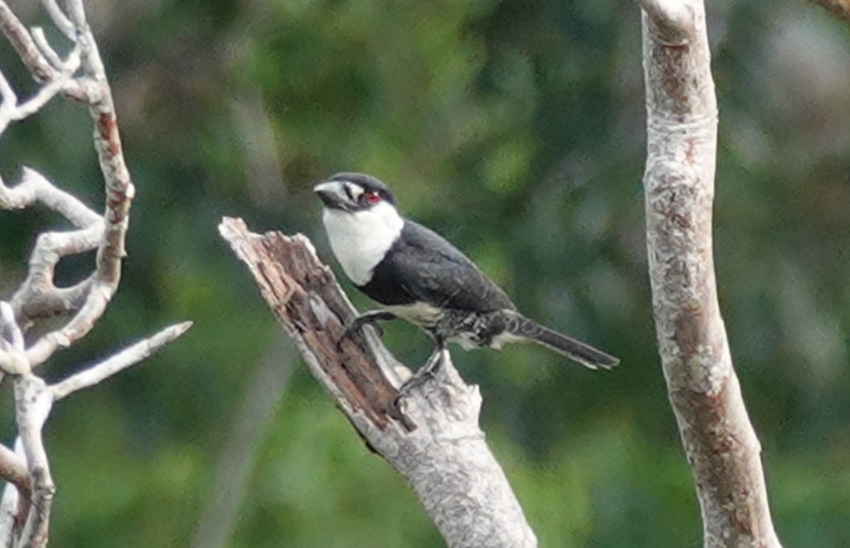 Guianan Puffbird - ML642156479