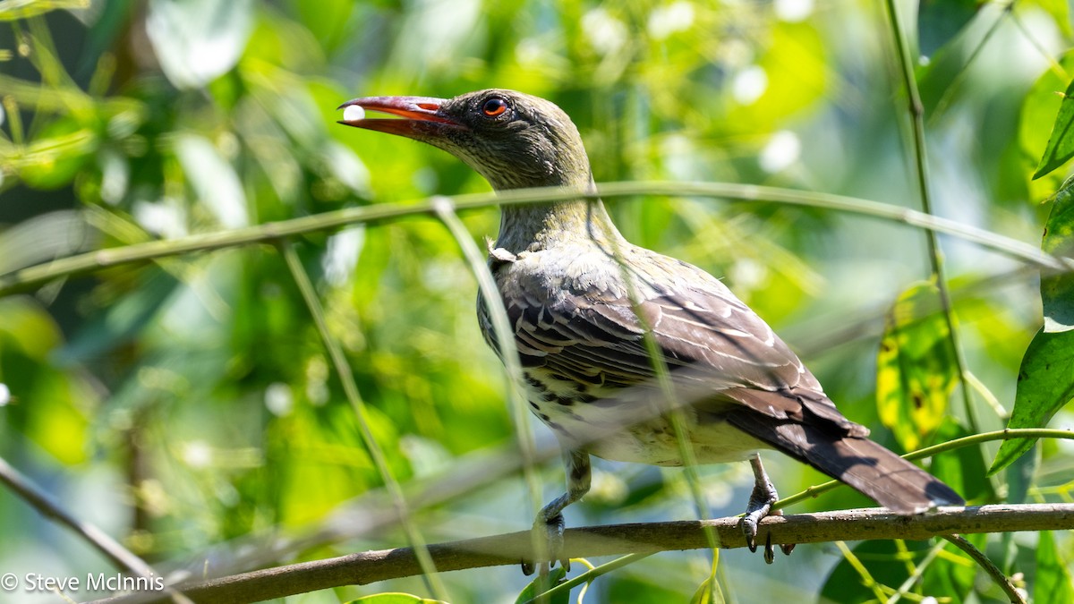 Olive-backed Oriole - ML642156481