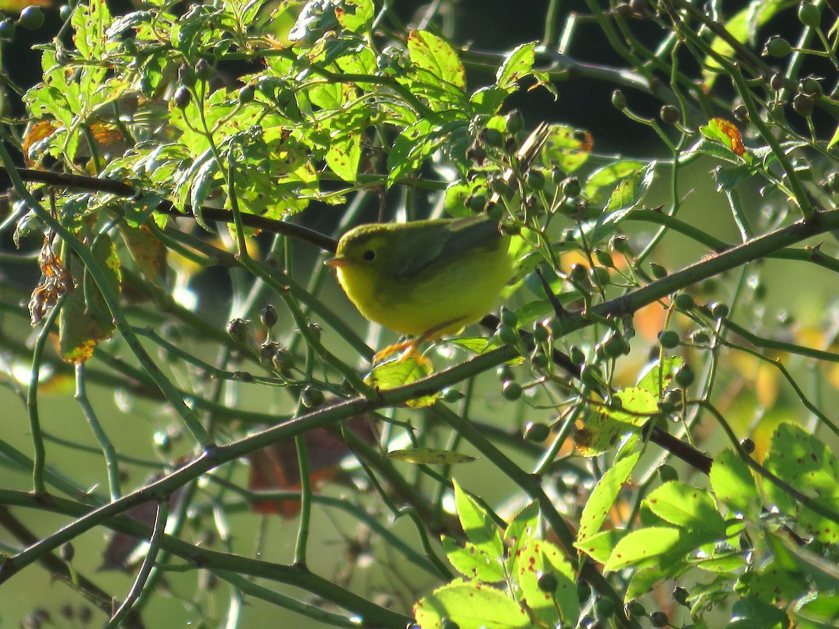 kalottparula - ML642156487