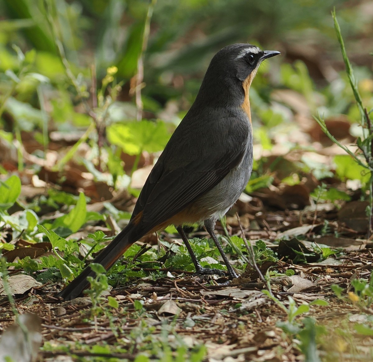 Cape Robin-Chat - ML642156488