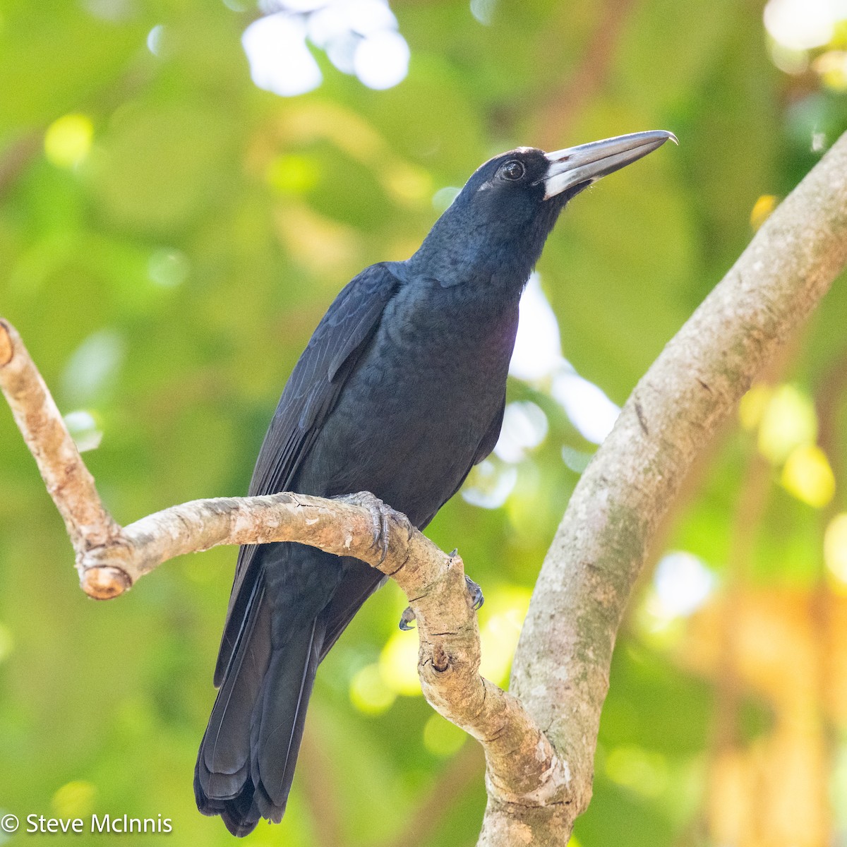 Black Butcherbird - ML642156489