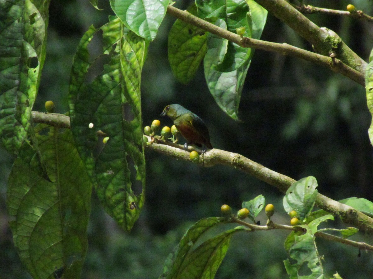Olive-backed Euphonia - ML642156492