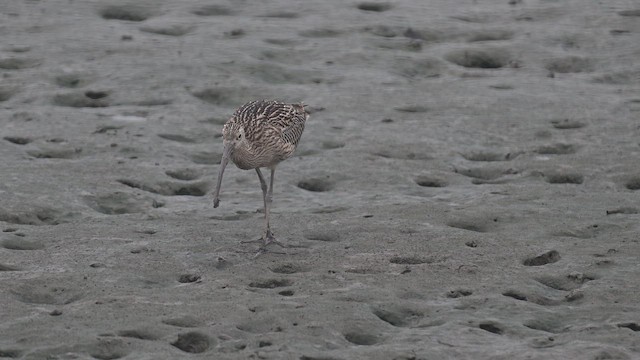 Far Eastern Curlew - ML642156493