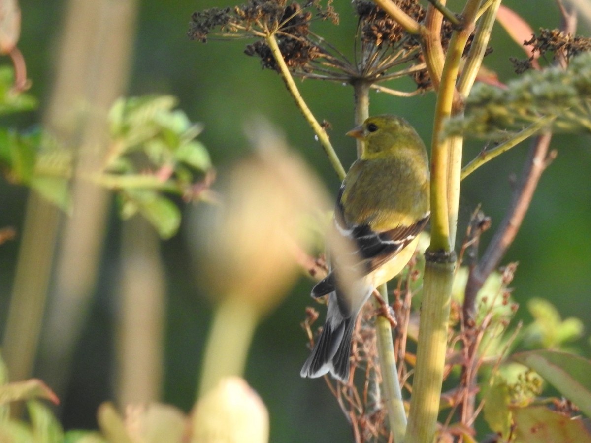 American Goldfinch - ML642156507