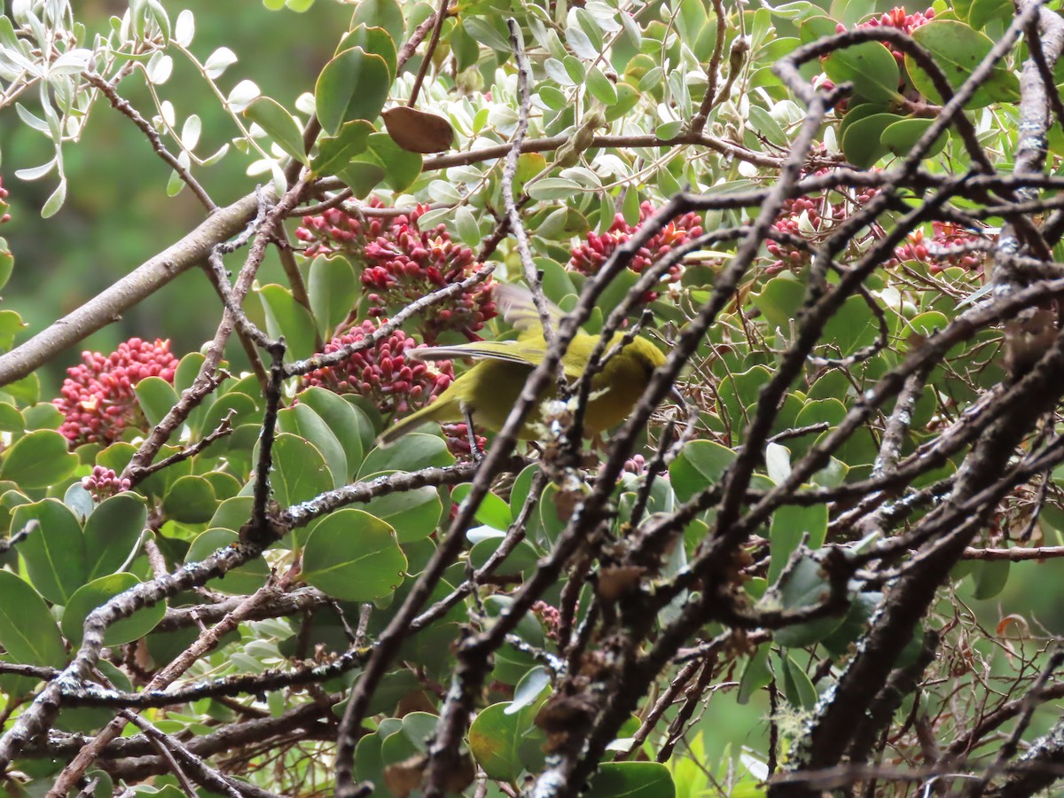 Hawaii Amakihi - ML642156522