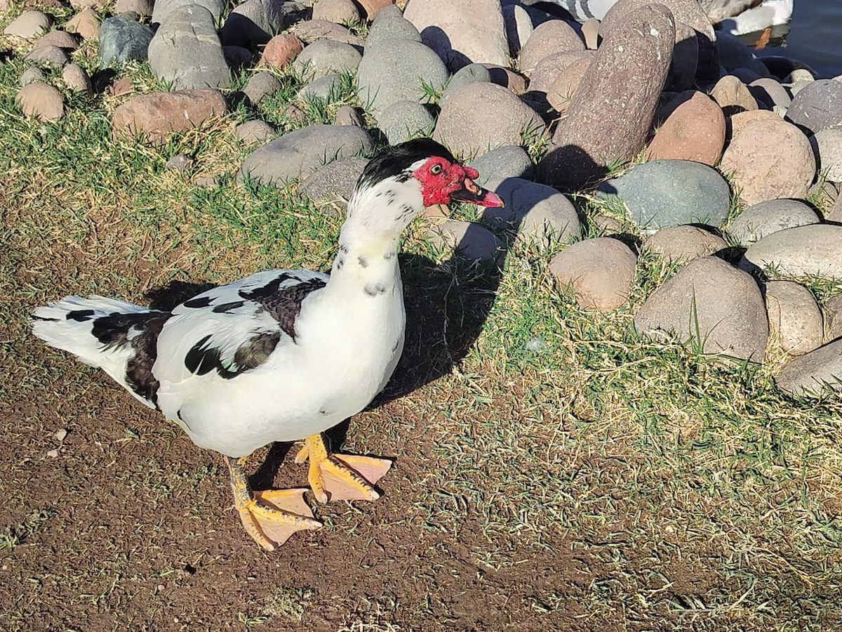 Anatidae sp. - ML642156531