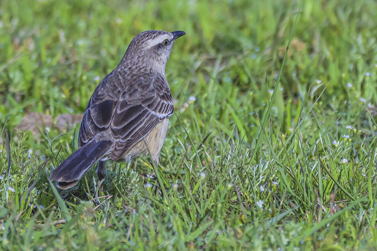 langbrynspottefugl - ML642156534