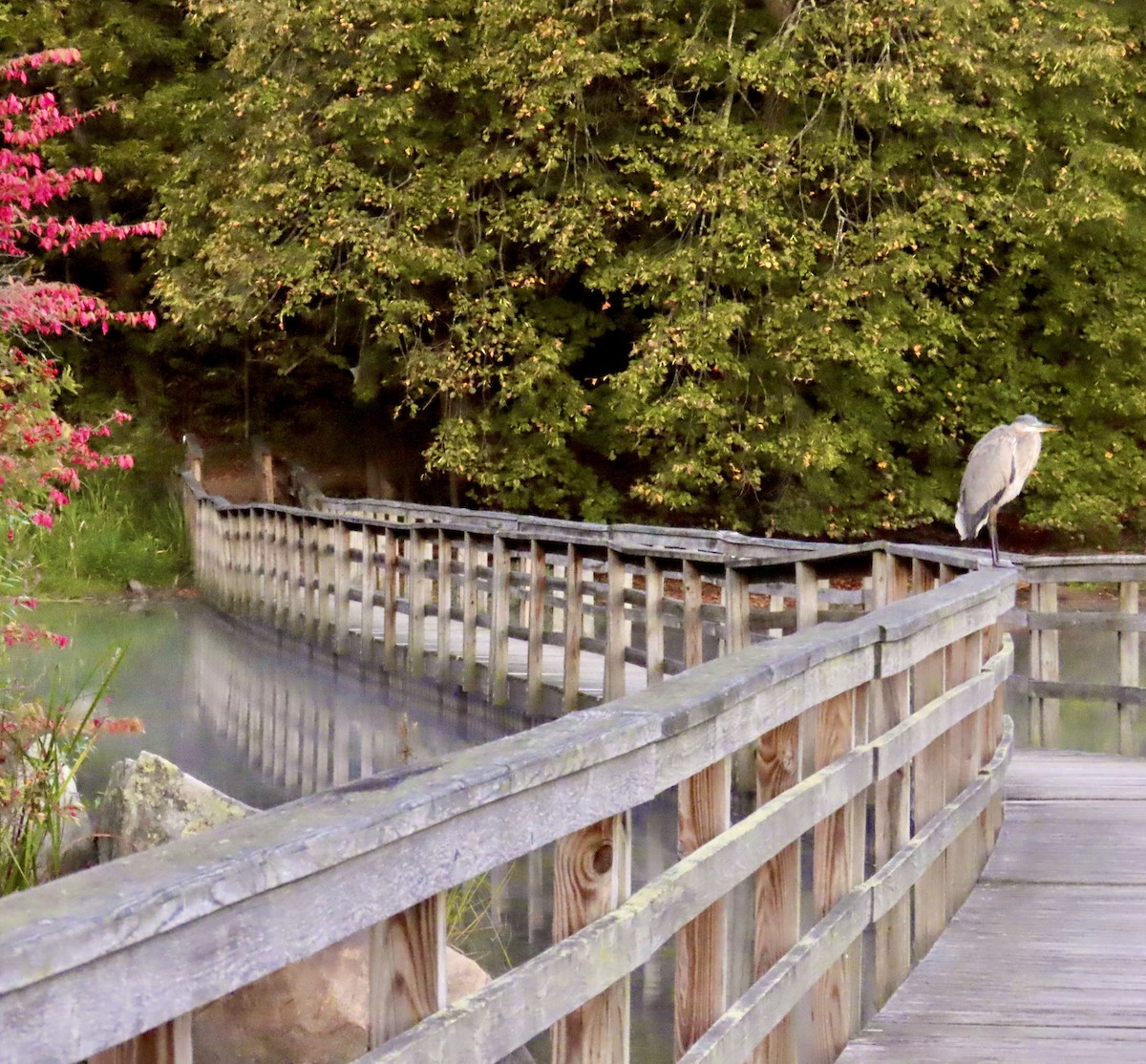 Great Blue Heron - ML642156542
