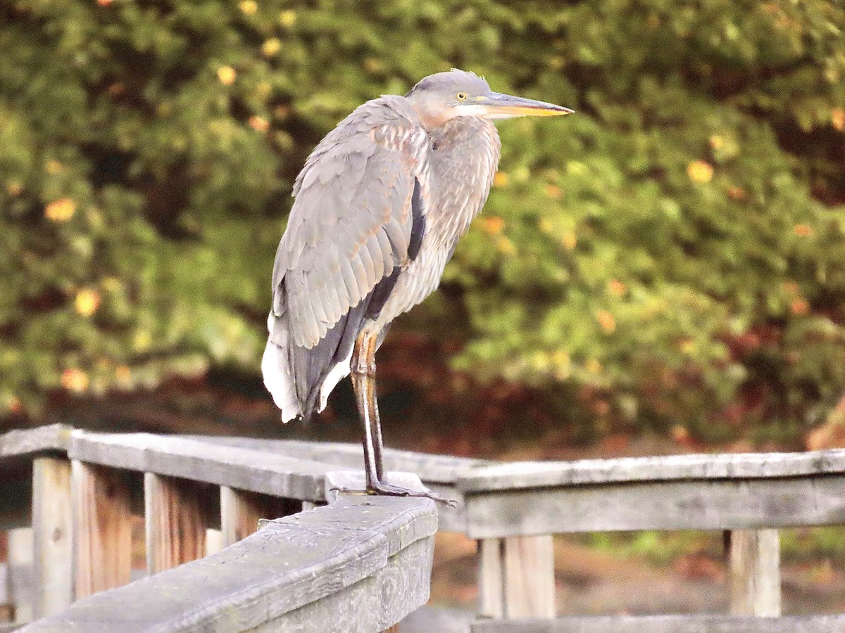 Great Blue Heron - ML642156548