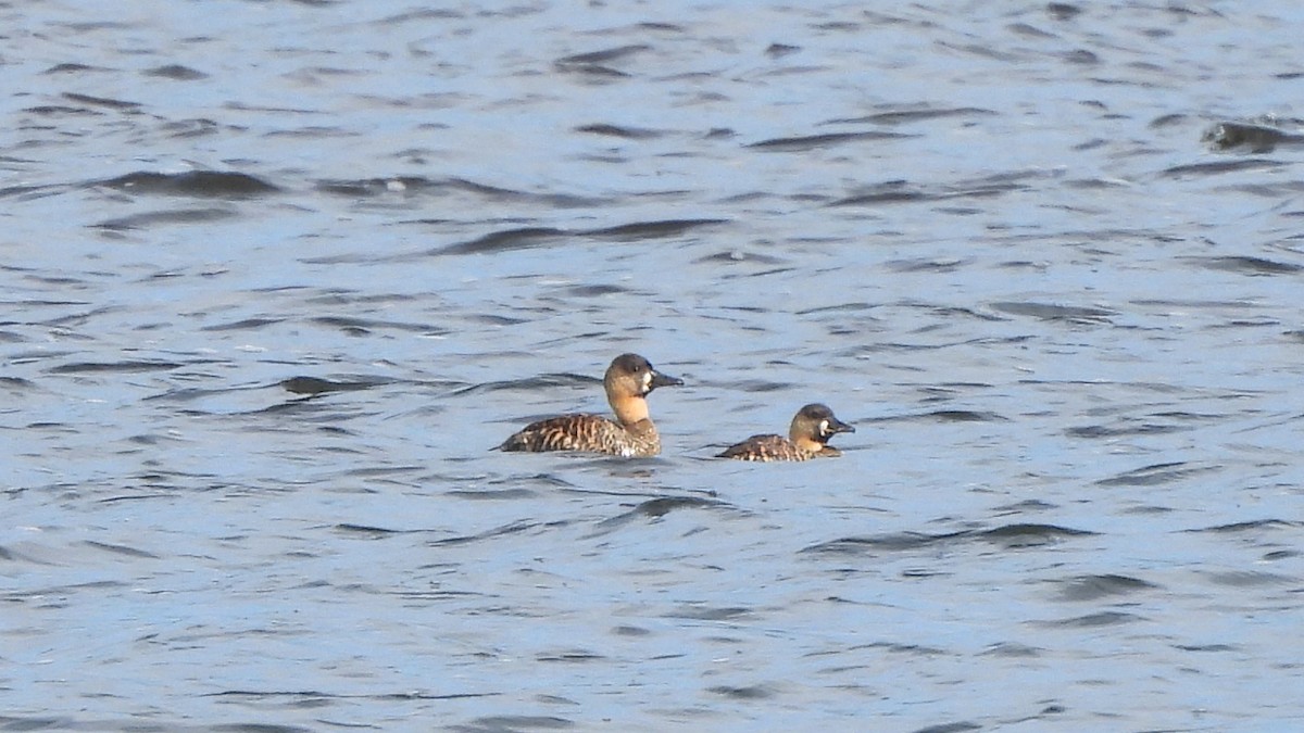 White-backed Duck - ML642156553