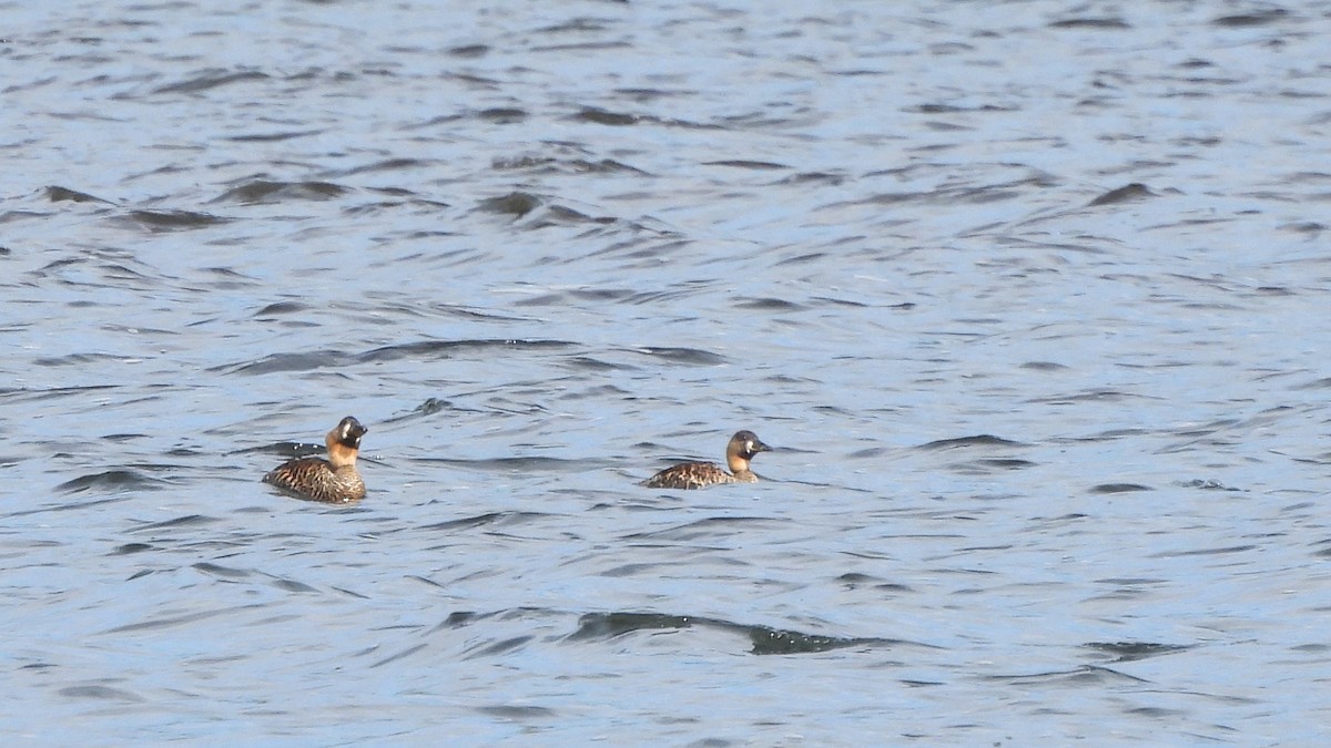 White-backed Duck - ML642156554