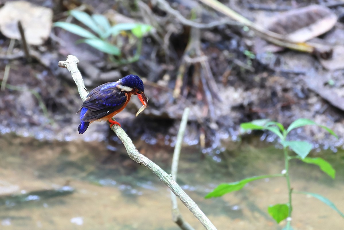 Blue-eared Kingfisher - ML642156562