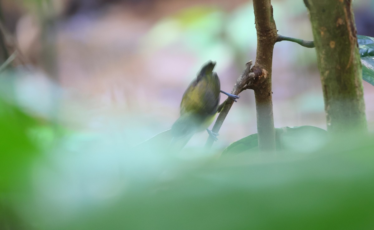 Little Spiderhunter - ML642156572