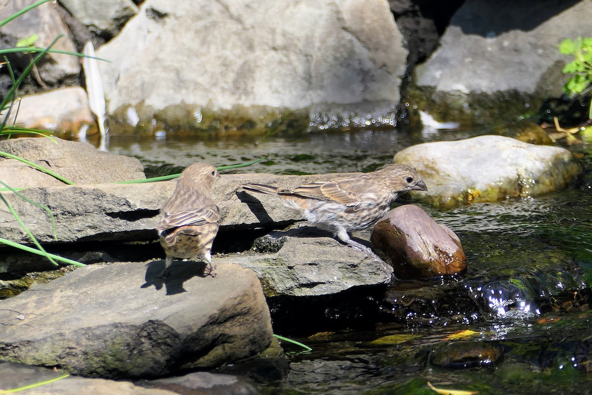 House Finch - ML642156591