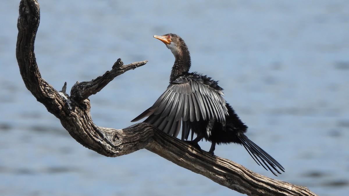 Reed Cormorant - ML642156601