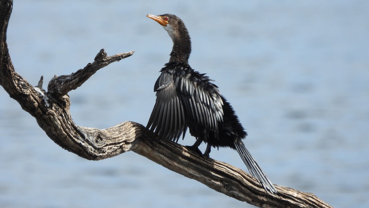 Reed Cormorant - ML642156602