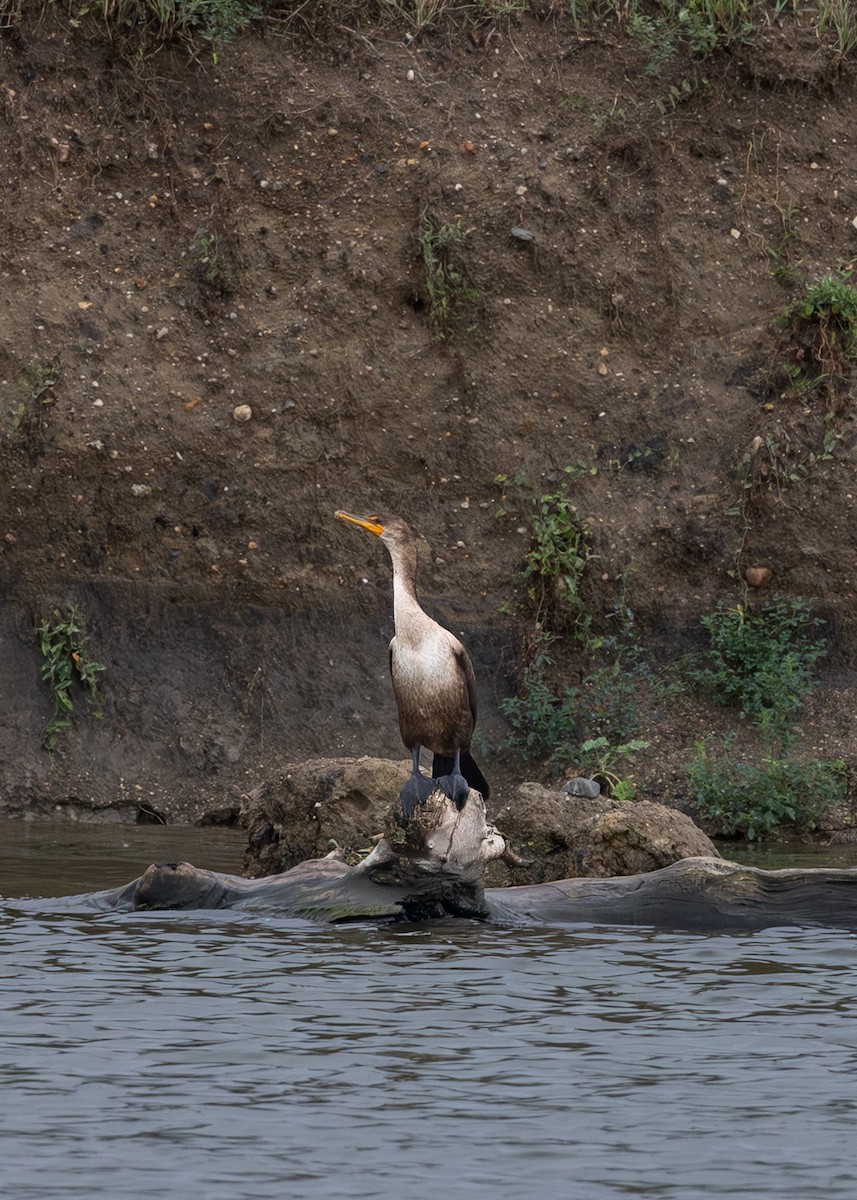 Double-crested Cormorant - ML642156606
