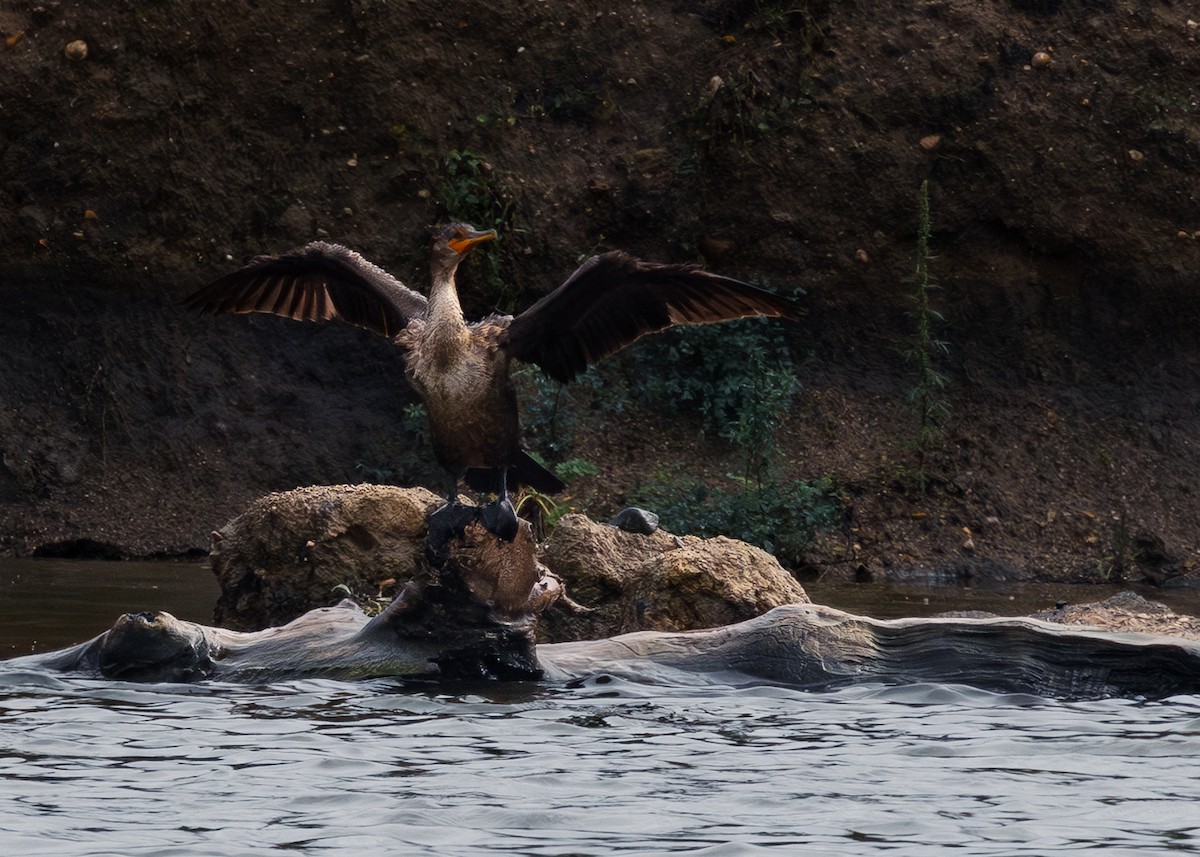 Double-crested Cormorant - ML642156607