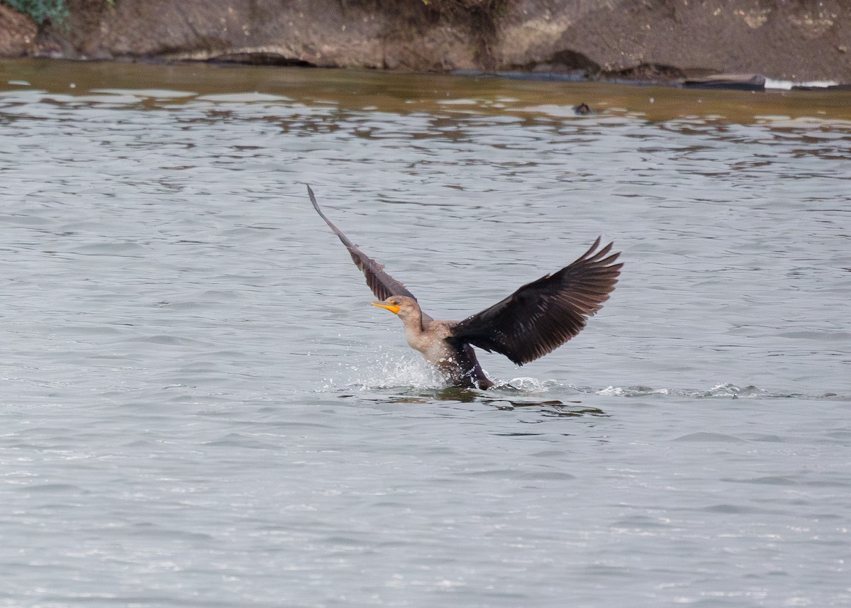 Double-crested Cormorant - ML642156608