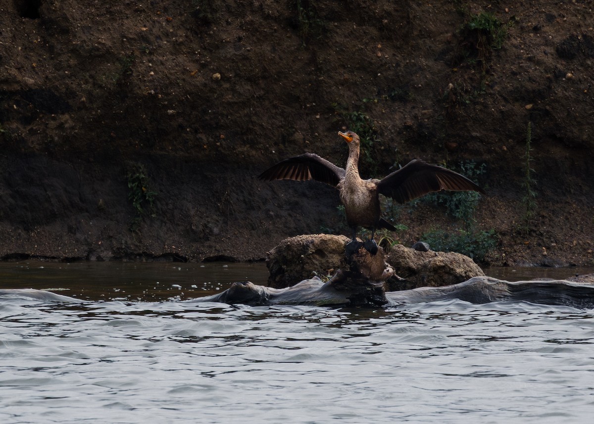 Double-crested Cormorant - ML642156609