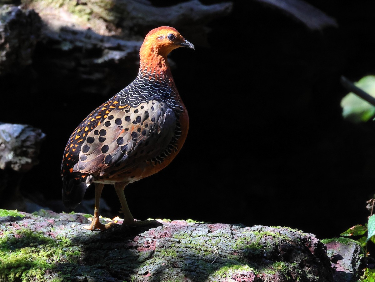 Ferruginous Partridge - ML642156631