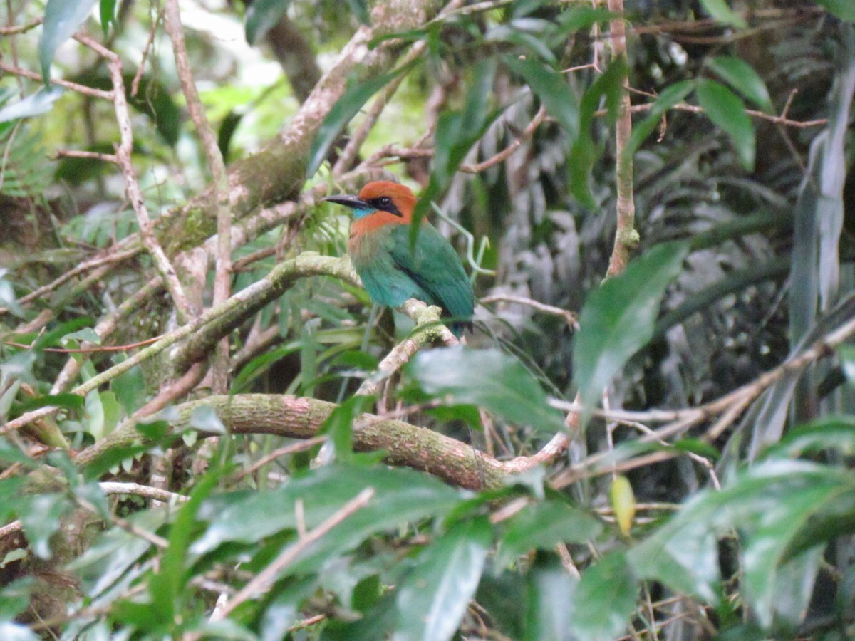 Broad-billed Motmot - ML642156632