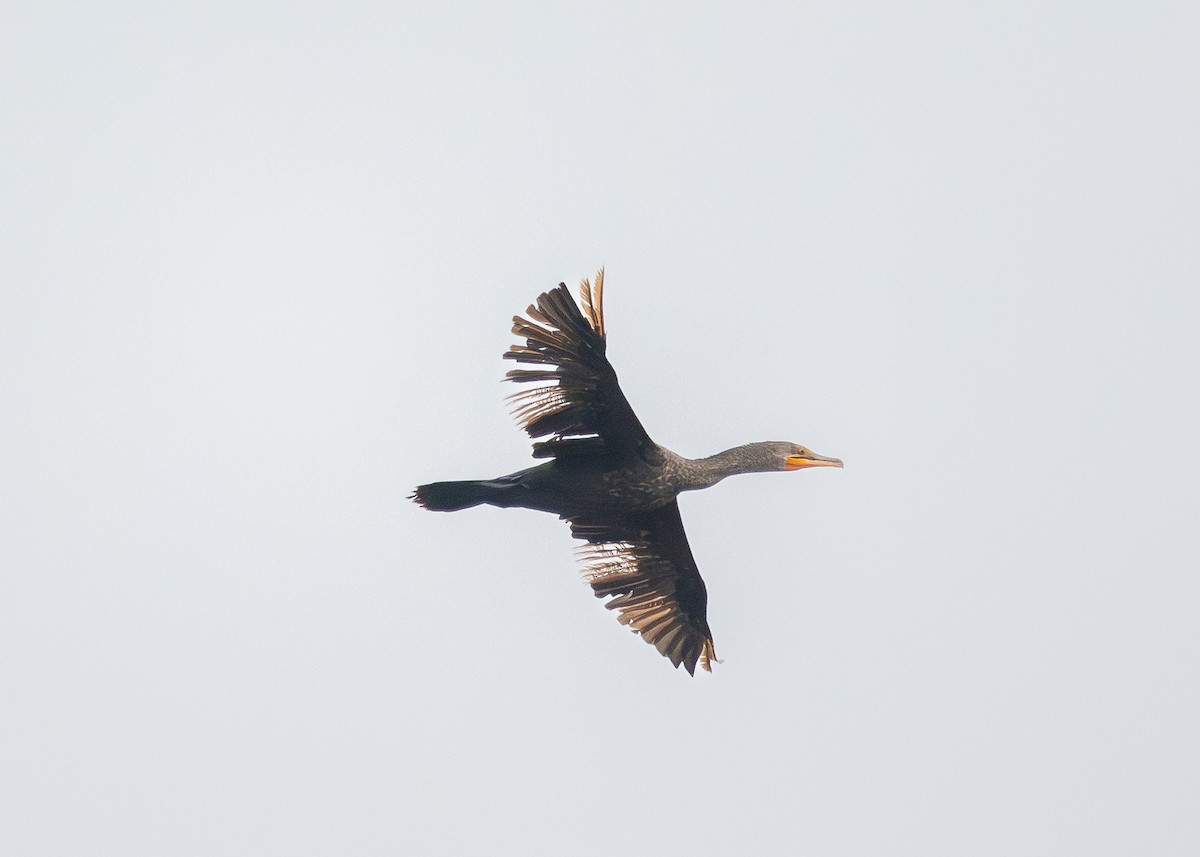 Double-crested Cormorant - ML642156634