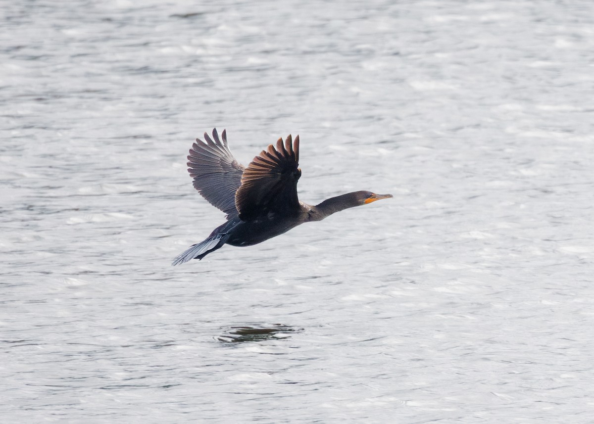 Double-crested Cormorant - ML642156635