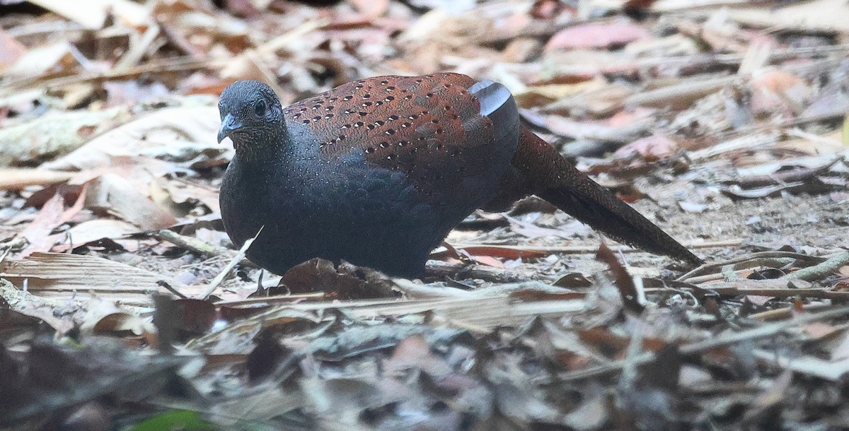 Mountain Peacock-Pheasant - ML642156642