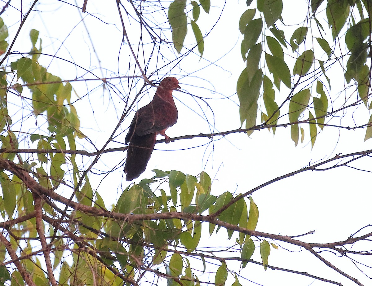 Little Cuckoo-Dove - ML642156645
