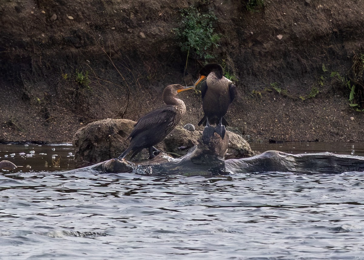 Double-crested Cormorant - ML642156663